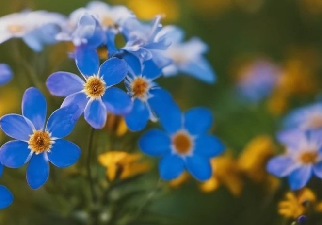 bilde av blomst